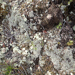 Locally abundant on tracksides, Great Barrier Island.<br>Photographer: Marley Ford, Date taken: 12/04/2023, Licence: <a target='_blank' href='https://creativecommons.org/licenses/by/4.0'>CC BY</a>. <a class='member-message' href='/nzpcn/why-join-nzpcn/' target='_blank'>Members can view a larger version of this image.</a>