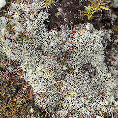 Locally abundant on tracksides, Great Barrier Island.<br>Photographer: Marley Ford, Date taken: 12/04/2023, Licence: <a target='_blank' href='https://creativecommons.org/licenses/by/4.0'>CC BY</a>. <a class='member-message' href='/nzpcn/why-join-nzpcn/' target='_blank'>Members can view a larger version of this image.</a>