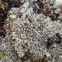 Locally abundant on tracksides, Great Barrier Island.<br>Photographer: Marley Ford, Date taken: 12/04/2023, Licence: <a target='_blank' href='https://creativecommons.org/licenses/by/4.0'>CC BY</a>. <a class='member-message' href='/nzpcn/why-join-nzpcn/' target='_blank'>Members can view a larger version of this image.</a>