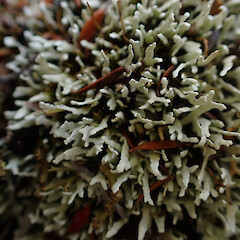 Siphula decumbens