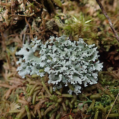 Local musicolous lichen in cloud forest, Coromandel.<br>Photographer: Marley Ford, Date taken: 30/10/2020, Licence: <a target='_blank' href='https://creativecommons.org/licenses/by/4.0'>CC BY</a>. <a class='member-message' href='/nzpcn/why-join-nzpcn/' target='_blank'>Members can view a larger version of this image.</a>