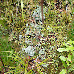 Local musicolous lichen in cloud forest, Coromandel.<br>Photographer: Marley Ford, Date taken: 30/10/2020, Licence: <a target='_blank' href='https://creativecommons.org/licenses/by/4.0'>CC BY</a>. <a class='member-message' href='/nzpcn/why-join-nzpcn/' target='_blank'>Members can view a larger version of this image.</a>