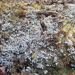 Local terricolous lichen in montane forest, Hauhungaroa Pureora.<br>Photographer: Marley Ford, Date taken: 07/01/2022, Licence: <a target='_blank' href='https://creativecommons.org/licenses/by/4.0'>CC BY</a>. <a class='member-message' href='/nzpcn/why-join-nzpcn/' target='_blank'>Members can view a larger version of this image.</a>