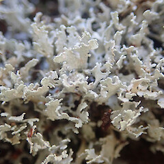 Local terricolous lichen in montane forest, Hauhungaroa Pureora.<br>Photographer: Marley Ford, Date taken: 07/01/2022, Licence: <a target='_blank' href='https://creativecommons.org/licenses/by/4.0'>CC BY</a>. <a class='member-message' href='/nzpcn/why-join-nzpcn/' target='_blank'>Members can view a larger version of this image.</a>