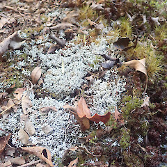 Local terricolous lichen in montane forest, Hauhungaroa Pureora.<br>Photographer: Marley Ford, Date taken: 07/01/2022, Licence: <a target='_blank' href='https://creativecommons.org/licenses/by/4.0'>CC BY</a>. <a class='member-message' href='/nzpcn/why-join-nzpcn/' target='_blank'>Members can view a larger version of this image.</a>