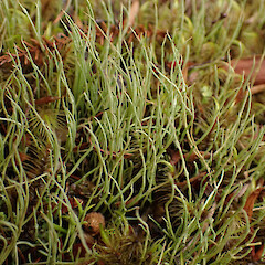 On heathy trackside, Great Barrier Island.<br>Photographer: Marley Ford, Date taken: 11/04/2023, Licence: <a target='_blank' href='https://creativecommons.org/licenses/by/4.0'>CC BY</a>. <a class='member-message' href='/nzpcn/why-join-nzpcn/' target='_blank'>Members can view a larger version of this image.</a>
