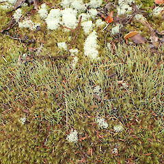 On heathy trackside, Great Barrier Island.<br>Photographer: Marley Ford, Date taken: 11/04/2023, Licence: <a target='_blank' href='https://creativecommons.org/licenses/by/4.0'>CC BY</a>. <a class='member-message' href='/nzpcn/why-join-nzpcn/' target='_blank'>Members can view a larger version of this image.</a>