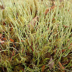 On heathy trackside, Great Barrier Island.<br>Photographer: Marley Ford, Date taken: 11/04/2023, Licence: <a target='_blank' href='https://creativecommons.org/licenses/by/4.0'>CC BY</a>. <a class='member-message' href='/nzpcn/why-join-nzpcn/' target='_blank'>Members can view a larger version of this image.</a>