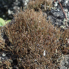On basalt lava flow, Rangitoto Island Auckland.<br>Photographer: Marley Ford, Date taken: 26/02/2022, Licence: <a target='_blank' href='https://creativecommons.org/licenses/by/4.0'>CC BY</a>. <a class='member-message' href='/nzpcn/why-join-nzpcn/' target='_blank'>Members can view a larger version of this image.</a>