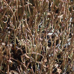 On basalt lava flow, Rangitoto Island Auckland.<br>Photographer: Marley Ford, Date taken: 26/02/2022, Licence: <a target='_blank' href='https://creativecommons.org/licenses/by/4.0'>CC BY</a>. <a class='member-message' href='/nzpcn/why-join-nzpcn/' target='_blank'>Members can view a larger version of this image.</a>