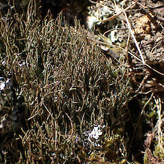 On tree stump, New Lynn Auckland.<br>Photographer: Marley Ford, Date taken: 19/12/2022, Licence: <a target='_blank' href='https://creativecommons.org/licenses/by/4.0'>CC BY</a>. <a class='member-message' href='/nzpcn/why-join-nzpcn/' target='_blank'>Members can view a larger version of this image.</a>