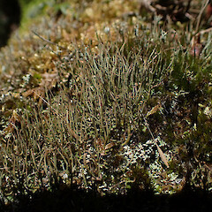 On tree stump, New Lynn Auckland.<br>Photographer: Marley Ford, Date taken: 19/12/2022, Licence: <a target='_blank' href='https://creativecommons.org/licenses/by/4.0'>CC BY</a>. <a class='member-message' href='/nzpcn/why-join-nzpcn/' target='_blank'>Members can view a larger version of this image.</a>