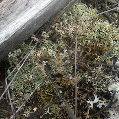 Terricolous in gumland, Lake Ohia Doubtless Bay.<br>Photographer: Marley Ford, Date taken: 15/10/2022, Licence: <a target='_blank' href='https://creativecommons.org/licenses/by/4.0'>CC BY</a>. <a class='member-message' href='/nzpcn/why-join-nzpcn/' target='_blank'>Members can view a larger version of this image.</a>