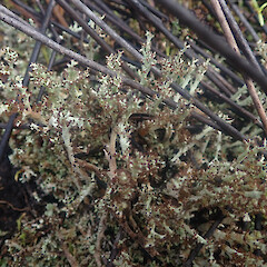 Cladonia strangulata