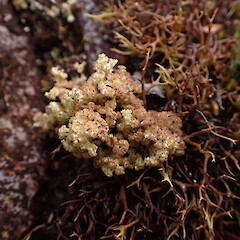Growing trackside with Cladia and bryophytes, Great Barrier Island.<br>Photographer: Marley Ford, Date taken: 11/04/2023, Licence: <a target='_blank' href='https://creativecommons.org/licenses/by/4.0'>CC BY</a>. <a class='member-message' href='/nzpcn/why-join-nzpcn/' target='_blank'>Members can view a larger version of this image.</a>