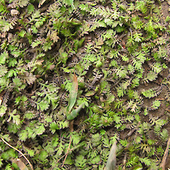 Lyttelton Reserve, Port Hills.<br>Photographer: Melissa Hutchison, Date taken: 21/09/2014, Licence: <a target='_blank' href='https://creativecommons.org/licenses/by-nc/4.0'>CC BY-NC</a>.