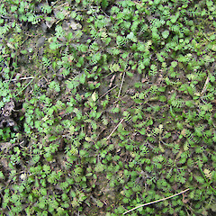 Lyttelton Reserve, Port Hills.<br>Photographer: Melissa Hutchison, Date taken: 21/09/2014, Licence: <a target='_blank' href='https://creativecommons.org/licenses/by-nc/4.0'>CC BY-NC</a>.