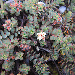 Photographer: Melissa Hutchison, Date taken: 06/01/2021, Licence: <a target='_blank' href='https://creativecommons.org/licenses/by-nc/4.0'>CC BY-NC</a>. <a class='member-message' href='/nzpcn/why-join-nzpcn/' target='_blank'>Members can view a larger version of this image.</a>