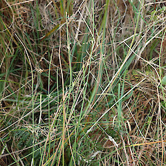 Southland.<br>Photographer: Melissa Hutchison, Date taken: 24/04/2023, Licence: <a target='_blank' href='https://creativecommons.org/licenses/by-nc/4.0'>CC BY-NC</a>. <a class='member-message' href='/nzpcn/why-join-nzpcn/' target='_blank'>Members can view a larger version of this image.</a>