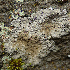 Manganui Valley, Mt Taranaki.<br>Photographer: Melissa Hutchison, Date taken: 13/04/2023, Licence: <a target='_blank' href='https://creativecommons.org/licenses/by-nc/4.0'>CC BY-NC</a>. <a class='member-message' href='/nzpcn/why-join-nzpcn/' target='_blank'>Members can view a larger version of this image.</a>