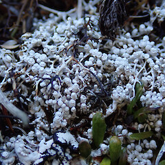 Lepra gymnospora