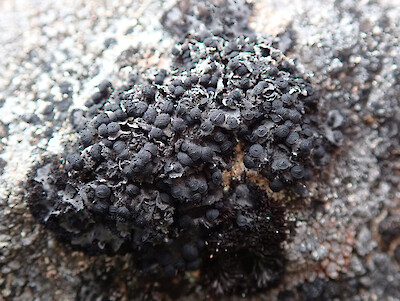 Umbilicaria cylindrica  New Zealand Plant Conservation Network