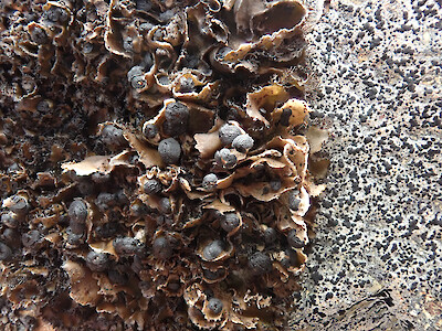 Umbilicaria cylindrica  New Zealand Plant Conservation Network