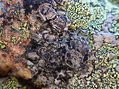Umbilicaria cylindrica  New Zealand Plant Conservation Network