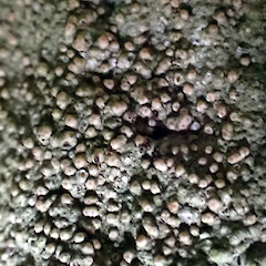 Topelia rosea in situ on shaded, undifferentiated Te Whanga Limestone, Motuhinahina Island, Te Whanga, Rekohu / Wharekauri / Chatham Island.<br>Photographer: Peter J de Lange, Date taken: 18/04/2023, Licence: <a target='_blank' href='https://creativecommons.org/licenses/by/4.0'>CC BY</a>. <a class='member-message' href='/nzpcn/why-join-nzpcn/' target='_blank'>Members can view a larger version of this image.</a>