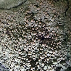 Topelia rosea in situ on shaded, undifferentiated Te Whanga Limestone, Motuhinahina Island, Te Whanga, Rekohu / Wharekauri / Chatham Island - note pinkish grey colour when fresh.<br>Photographer: Peter J de Lange, Date taken: 18/04/2023, Licence: <a target='_blank' href='https://creativecommons.org/licenses/by/4.0'>CC BY</a>. <a class='member-message' href='/nzpcn/why-join-nzpcn/' target='_blank'>Members can view a larger version of this image.</a>