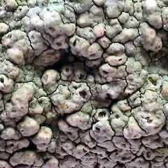 Topelia rosea in situ on shaded, undifferentiated Te Whanga Limestone, Motuhinahina Island, Te Whanga, Rekohu / Wharekauri / Chatham Island - close up of herbarium specimen showing perithecia.<br>Photographer: Peter J de Lange, Date taken: 02/05/2023, Licence: <a target='_blank' href='https://creativecommons.org/licenses/by/4.0'>CC BY</a>. <a class='member-message' href='/nzpcn/why-join-nzpcn/' target='_blank'>Members can view a larger version of this image.</a>