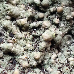 Topelia rosea in situ on shaded, undifferentiated Te Whanga Limestone, Motuhinahina Island, Te Whanga, Rekohu / Wharekauri / Chatham Island - close up of herbarium specimen.<br>Photographer: Peter J de Lange, Date taken: 02/05/2023, Licence: <a target='_blank' href='https://creativecommons.org/licenses/by/4.0'>CC BY</a>. <a class='member-message' href='/nzpcn/why-join-nzpcn/' target='_blank'>Members can view a larger version of this image.</a>
