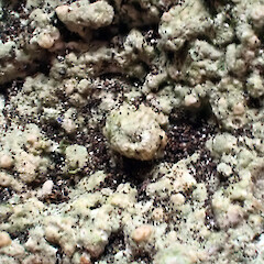 Topelia rosea in situ on shaded, undifferentiated Te Whanga Limestone, Motuhinahina Island, Te Whanga, Rekohu / Wharekauri / Chatham Island - single perithecia present in centre of image.<br>Photographer: Peter J de Lange, Date taken: 02/05/2023, Licence: <a target='_blank' href='https://creativecommons.org/licenses/by/4.0'>CC BY</a>. <a class='member-message' href='/nzpcn/why-join-nzpcn/' target='_blank'>Members can view a larger version of this image.</a>