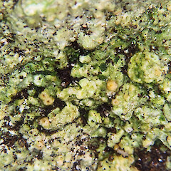Close up of thallus of herbarium specimen.<br>Photographer: Peter J de Lange, Date taken: 01/05/2023, Licence: <a target='_blank' href='https://creativecommons.org/licenses/by/4.0'>CC BY</a>. <a class='member-message' href='/nzpcn/why-join-nzpcn/' target='_blank'>Members can view a larger version of this image.</a>