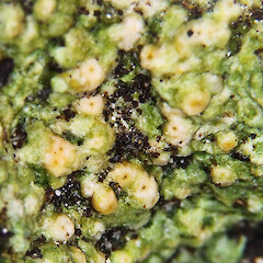 Close up of rehydrated perithecia of a herbarium specimen.<br>Photographer: Peter J de Lange, Date taken: 01/05/2023, Licence: <a target='_blank' href='https://creativecommons.org/licenses/by/4.0'>CC BY</a>. <a class='member-message' href='/nzpcn/why-join-nzpcn/' target='_blank'>Members can view a larger version of this image.</a>