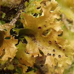 Mt Anglem.<br>Photographer: Melissa Hutchison, Date taken: 20/03/2022, Licence: <a target='_blank' href='https://creativecommons.org/licenses/by-nc/4.0'>CC BY-NC</a>. <a class='member-message' href='/nzpcn/why-join-nzpcn/' target='_blank'>Members can view a larger version of this image.</a>