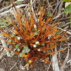 Mt Anglem, Stewart Island.<br>Photographer: Melissa Hutchison, Date taken: 20/03/2022, Licence: <a target='_blank' href='https://creativecommons.org/licenses/by-nc/4.0'>CC BY-NC</a>. <a class='member-message' href='/nzpcn/why-join-nzpcn/' target='_blank'>Members can view a larger version of this image.</a>