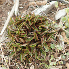 Mt Anglem, Stewart Island.<br>Photographer: Melissa Hutchison, Date taken: 20/03/2022, Licence: <a target='_blank' href='https://creativecommons.org/licenses/by-nc/4.0'>CC BY-NC</a>. <a class='member-message' href='/nzpcn/why-join-nzpcn/' target='_blank'>Members can view a larger version of this image.</a>
