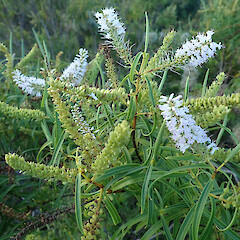 Veronica stenophylla var. stenophylla