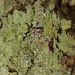 Waikatō.<br>Photographer: Melissa Hutchison, Date taken: 24/02/2022, Licence: <a target='_blank' href='https://creativecommons.org/licenses/by-nc/4.0'>CC BY-NC</a>. <a class='member-message' href='/nzpcn/why-join-nzpcn/' target='_blank'>Members can view a larger version of this image.</a>