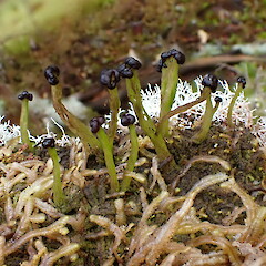 Amongst bryophytes in podocarp forest, Freshwater Rakiura - Stewart Island.<br>Photographer: Marley Ford, Date taken: 05/03/2023, Licence: <a target='_blank' href='https://creativecommons.org/licenses/by-nc/4.0'>CC BY-NC</a>. <a class='member-message' href='/nzpcn/why-join-nzpcn/' target='_blank'>Members can view a larger version of this image.</a>