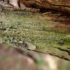 Liginicolous, Freshwater Rakiura Stewart Island.<br>Photographer: Marley Ford, Date taken: 04/03/2023, Licence: <a target='_blank' href='https://creativecommons.org/licenses/by/4.0'>CC BY</a>. <a class='member-message' href='/nzpcn/why-join-nzpcn/' target='_blank'>Members can view a larger version of this image.</a>