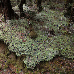 Locally abundant on forest floor of beech forest, Nelson Lakes.<br>Photographer: Marley Ford, Date taken: 03/01/2023, Licence: <a target='_blank' href='https://creativecommons.org/licenses/by/4.0'>CC BY</a>. <a class='member-message' href='/nzpcn/why-join-nzpcn/' target='_blank'>Members can view a larger version of this image.</a>