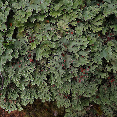 Locally abundant on forest floor of beech forest, Nelson Lakes.<br>Photographer: Marley Ford, Date taken: 03/01/2023, Licence: <a target='_blank' href='https://creativecommons.org/licenses/by/4.0'>CC BY</a>. <a class='member-message' href='/nzpcn/why-join-nzpcn/' target='_blank'>Members can view a larger version of this image.</a>