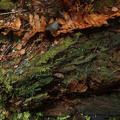 Local on decaying log, Waikaremoana Hawke’s Bay.<br>Photographer: Marley Ford, Date taken: 30/04/2022, Licence: <a target='_blank' href='https://creativecommons.org/licenses/by/4.0'>CC BY</a>. <a class='member-message' href='/nzpcn/why-join-nzpcn/' target='_blank'>Members can view a larger version of this image.</a>