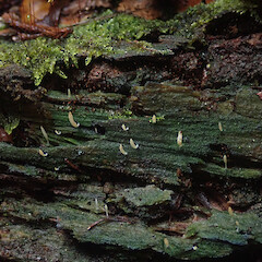 Local on decaying log, Waikaremoana Hawke’s Bay.<br>Photographer: Marley Ford, Date taken: 30/04/2022, Licence: <a target='_blank' href='https://creativecommons.org/licenses/by/4.0'>CC BY</a>. <a class='member-message' href='/nzpcn/why-join-nzpcn/' target='_blank'>Members can view a larger version of this image.</a>