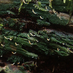 Local on decaying log, Waikaremoana Hawke’s Bay.<br>Photographer: Marley Ford, Date taken: 30/04/2022, Licence: <a target='_blank' href='https://creativecommons.org/licenses/by/4.0'>CC BY</a>. <a class='member-message' href='/nzpcn/why-join-nzpcn/' target='_blank'>Members can view a larger version of this image.</a>