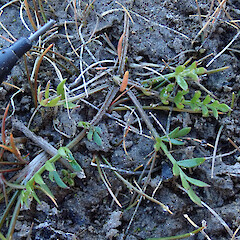 Ephemeral tarn.<br>Photographer: Melissa Hutchison, Date taken: 31/03/2023, Licence: <a target='_blank' href='https://creativecommons.org/licenses/by-nc/4.0'>CC BY-NC</a>. <a class='member-message' href='/nzpcn/why-join-nzpcn/' target='_blank'>Members can view a larger version of this image.</a>