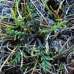 Ephemeral tarn.<br>Photographer: Melissa Hutchison, Date taken: 31/03/2023, Licence: <a target='_blank' href='https://creativecommons.org/licenses/by-nc/4.0'>CC BY-NC</a>. <a class='member-message' href='/nzpcn/why-join-nzpcn/' target='_blank'>Members can view a larger version of this image.</a>