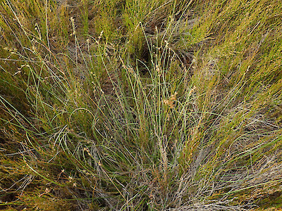 Carex echinata • New Zealand Plant Conservation Network